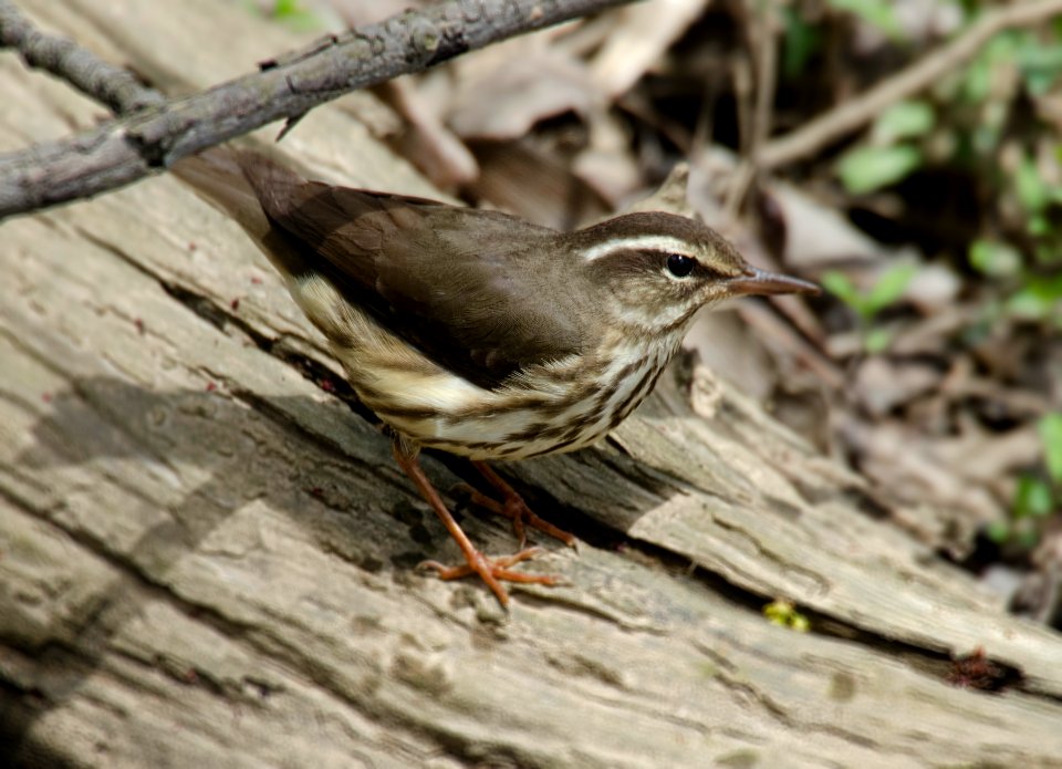 Louisiana waterthrush