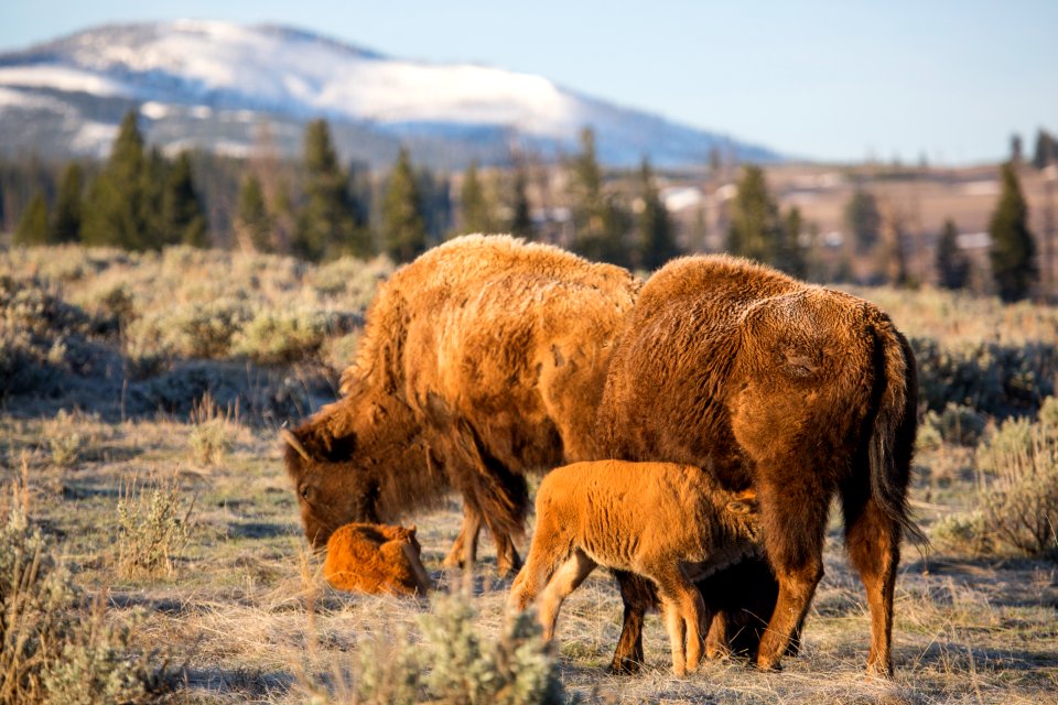Bison nursing, Blacktail Deer Plateau