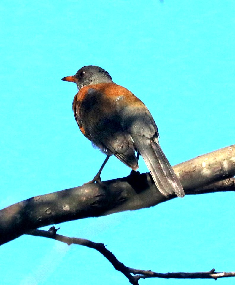 755 - RUFOUS-BACKED ROBIN (2-5-2018) south of santa gertrudis lane, tumacacori, santa cruz co, az -02 - Copy
