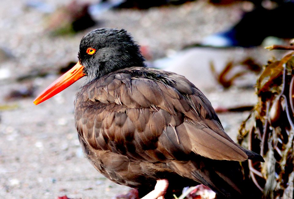272 - BLACK OYSTERCATCHER (11-20-09) estero bluffs state park, slo co, ca  (5)