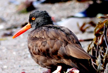 272 - BLACK OYSTERCATCHER (11-20-09) estero bluffs state park, slo co, ca  (5)