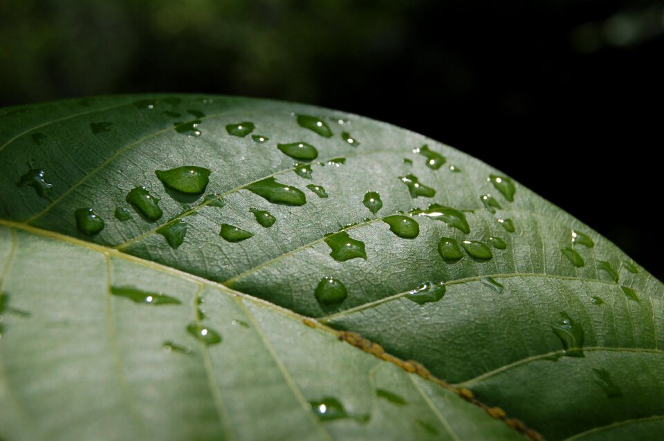 After the rain just add water raindrop
