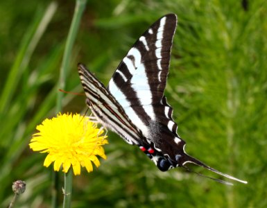 SWALLOWTAIL, ZEBRA (Paplio marcellus) (6-4-2017) railroad ditch road, great dismal swamp nwr, virginia-05