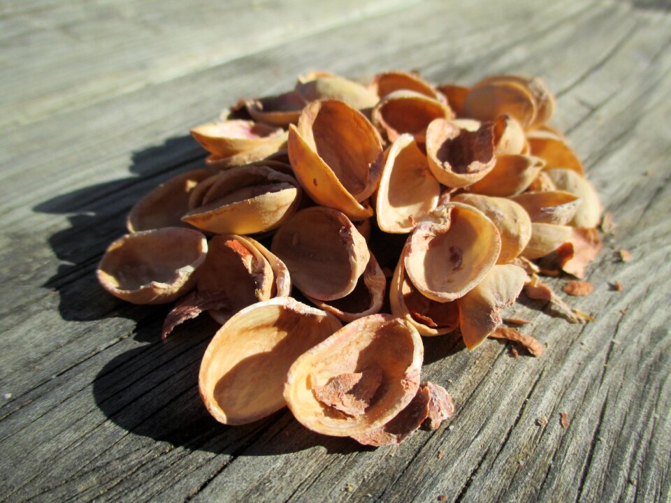Pistachio shell fruit
