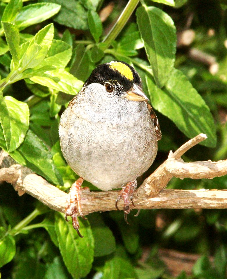 898 - GOLDEN-CROWNED SPARROW (4-28-09) canet rd, slo co, ca (2)