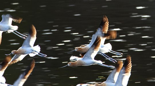 American avocets flying above Floating Island Lake