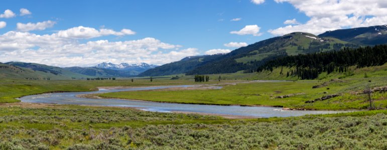 Summer in Lamar Valley photo