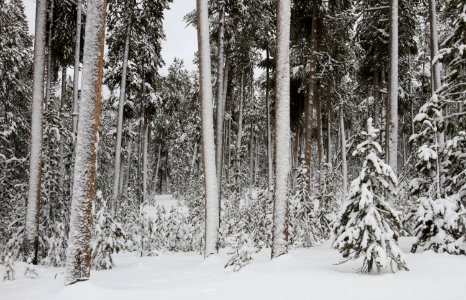 Lodgepole pines photo