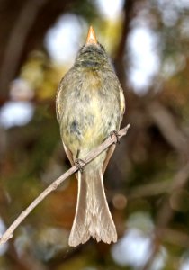 582.5 - PINE FLYCATCHER (6-3-2016) pulverius race, Aliso Spring, Santa Rita Mts, Pima Co, AZ (13) photo