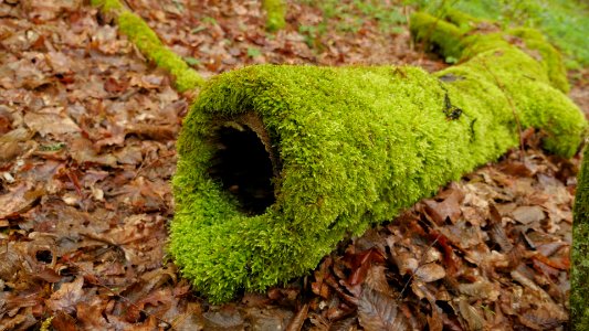 Puszcza Białowieska 15
