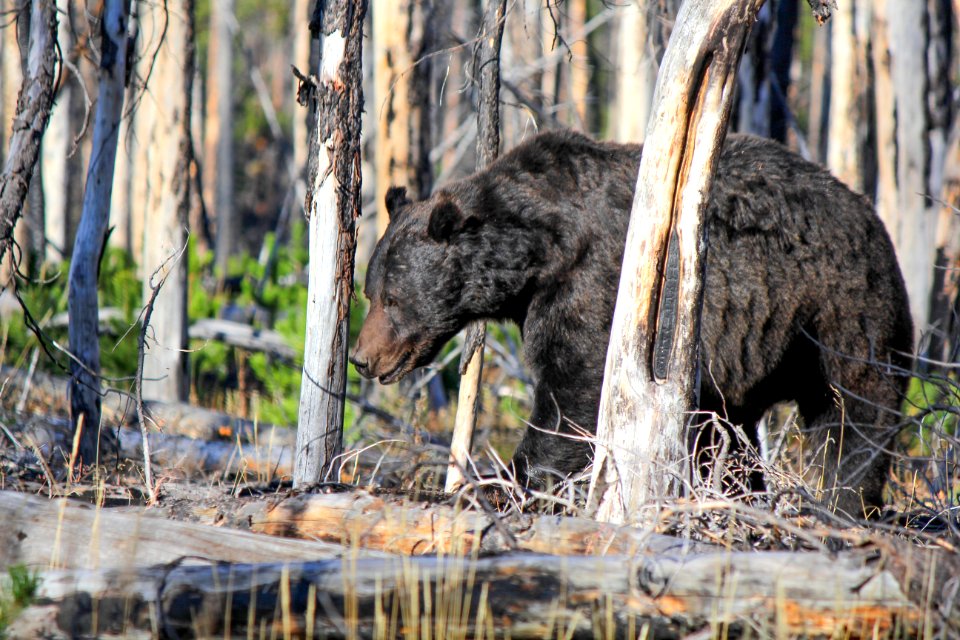 Grizzly on Howard Eaton Trail near Lake