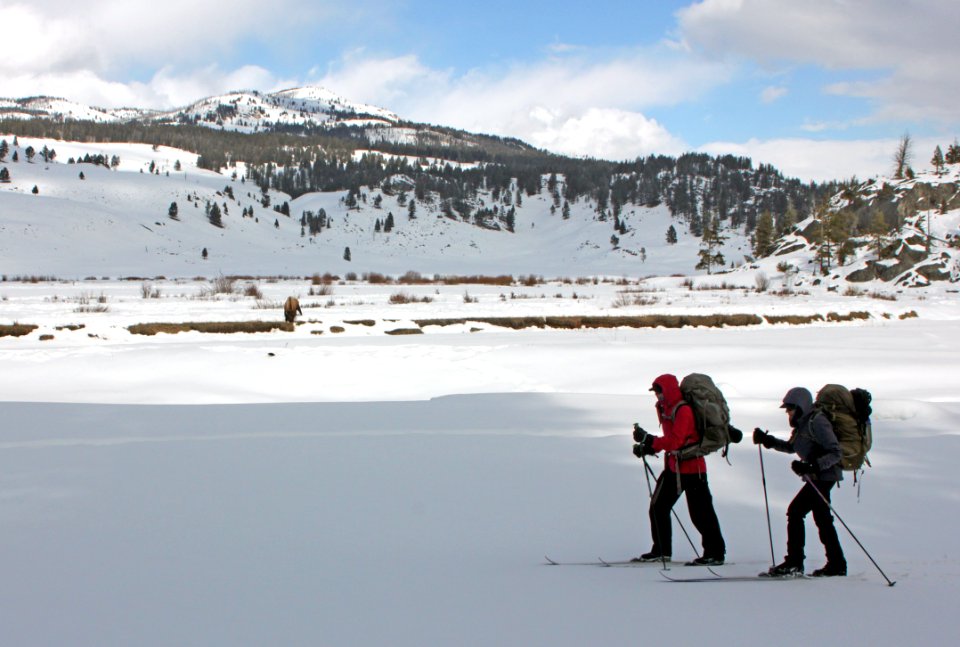 Skiers and bison along Slough Creek