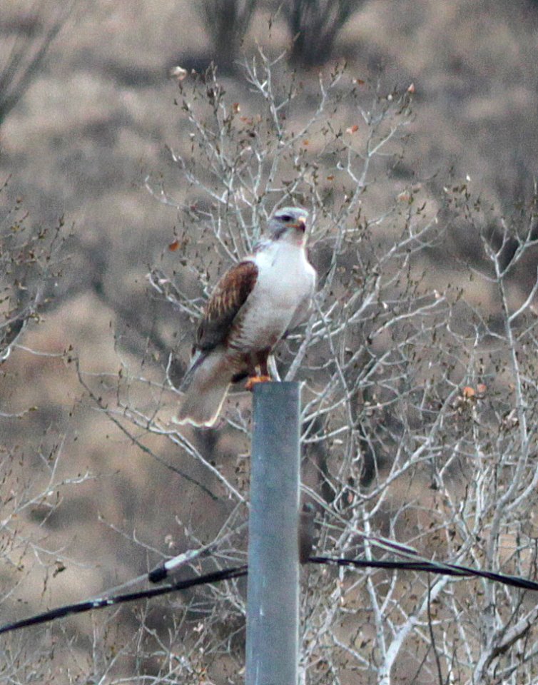 231 - FERRUGINOUS HAWK (1-25-2015) kino springs road, santa cruz co, az
