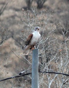 231 - FERRUGINOUS HAWK (1-25-2015) kino springs road, santa cruz co, az
