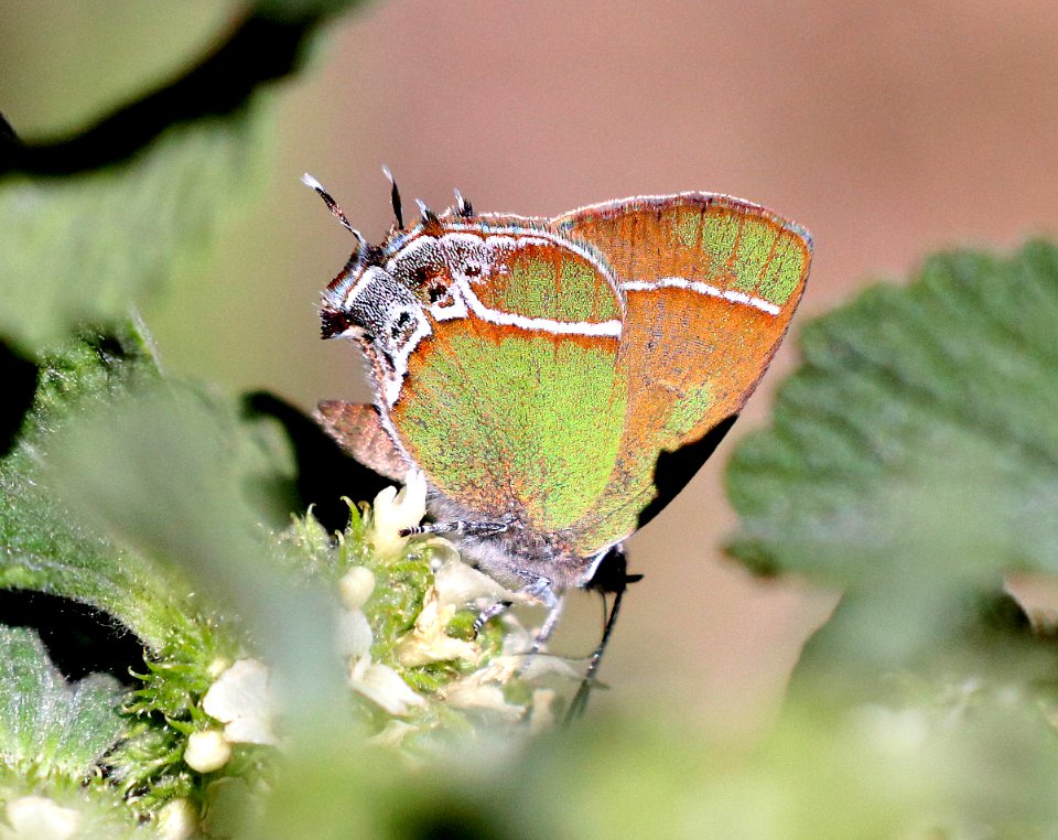 HAIRSTREAK, XAMI (Callophrys xami) (5-11-2020) upper peppersauce cyn, catalina mts, pinal co, az -01