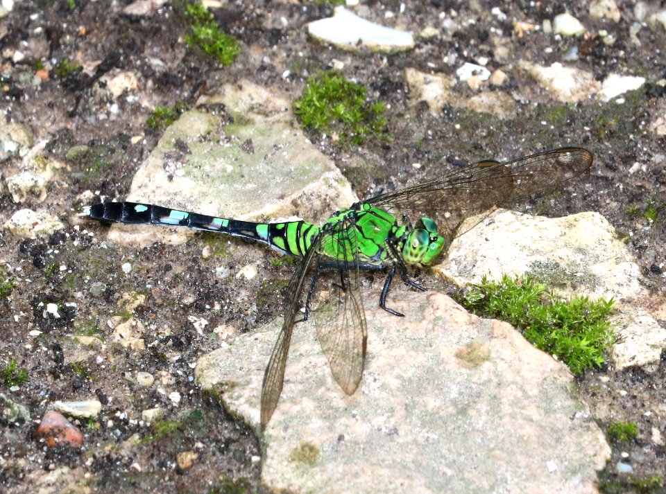 PONDHAWK, EASTERN (Erythemis simplicicolis) (8-29-2016) high island, chambers co, tx -02