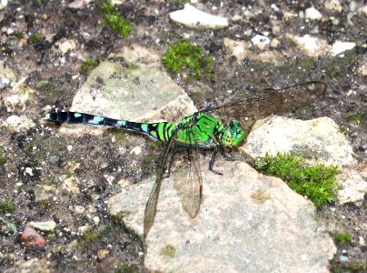 PONDHAWK, EASTERN (Erythemis simplicicolis) (8-29-2016) high island, chambers co, tx -02
