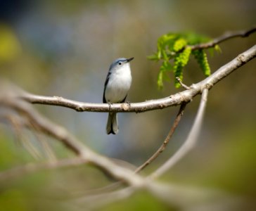 Blue-gray Gnatcatcher