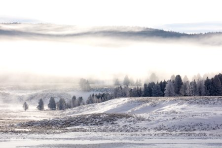 Fog and frost in Hayden Valley