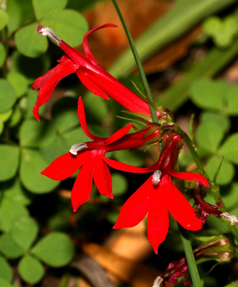 CARDINAL FLOWER (Lobelia cardinalis) (10-14-2015) sycamore cyn, scc, az - 03