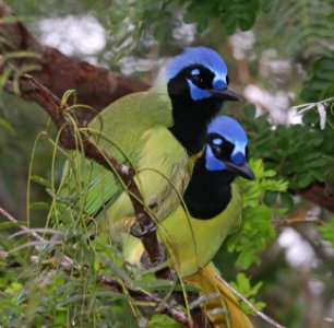 636 - GREEN JAY (10-25-2020) laguna atascosa n w r, cameron co, tx -01