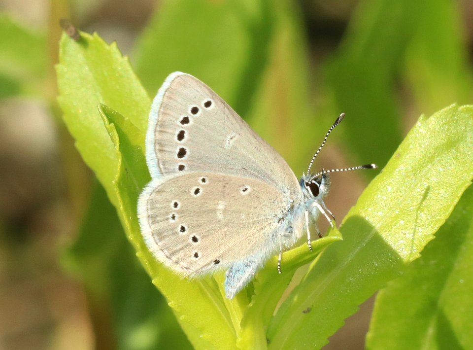 BLUE, SILVERY (Glaucopsyche lygdamus) (6-9-2018) nelson co, nd -03