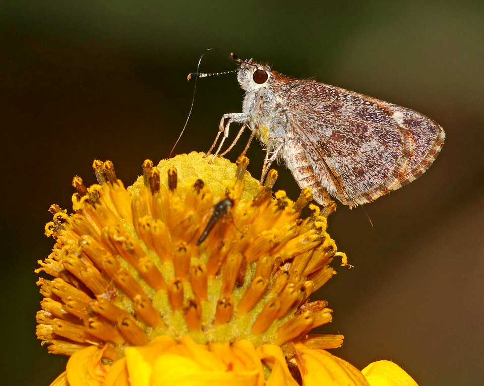 ROADSIDE-SKIPPER, CASSUS (Amblyscirtes cassus) (6-30-2020) 7150 ft, at a creek 0.4 miles down comfort springs trail from ramsey cayn vista c g, cochise co, az -02