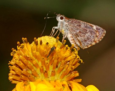 ROADSIDE-SKIPPER, CASSUS (Amblyscirtes cassus) (6-30-2020) 7150 ft, at a creek 0.4 miles down comfort springs trail from ramsey cayn vista c g, cochise co, az -02