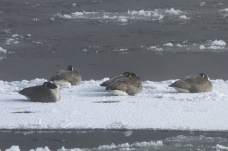 Canada geese on ice in Yellowstone River photo