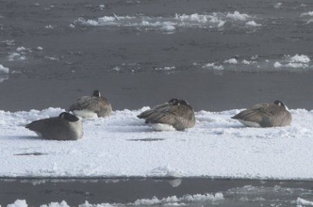 Canada geese on ice in Yellowstone River