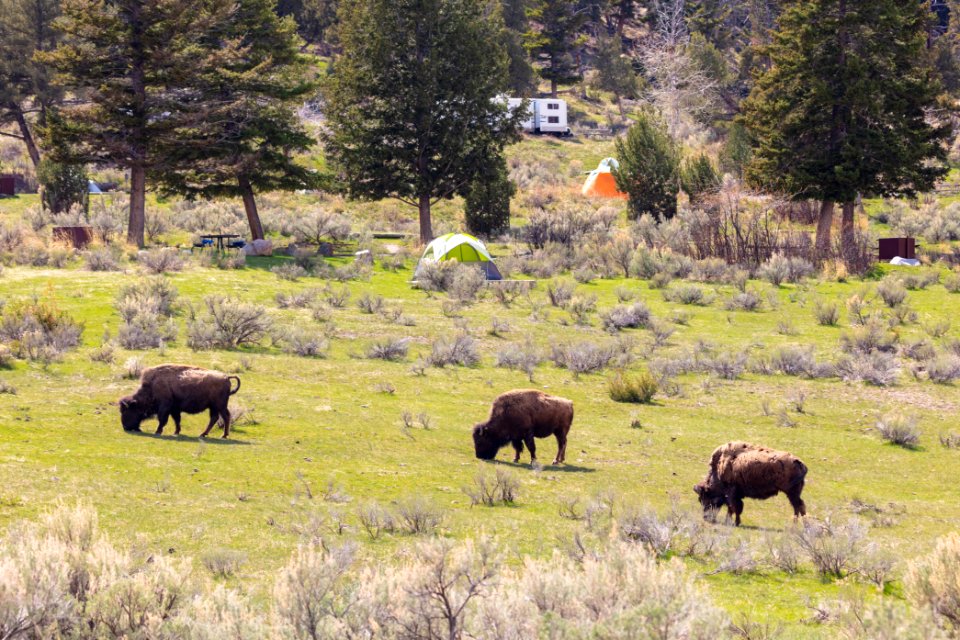 Bison grazing near tenst in Mammoth Hot Springs Campground photo