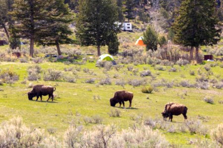 Bison grazing near tenst in Mammoth Hot Springs Campground
