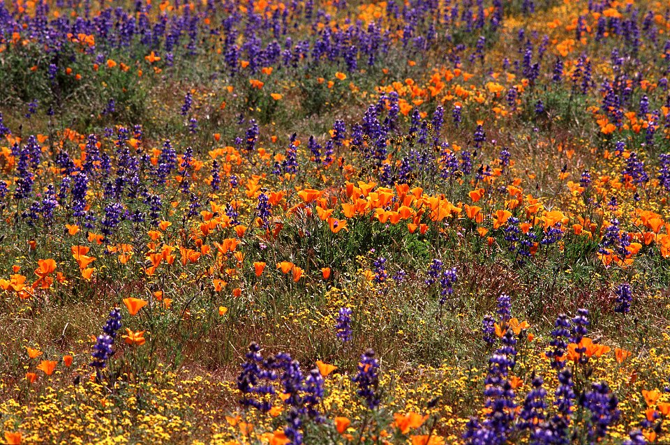 CARRIZO - Wildflowers of 05 -5