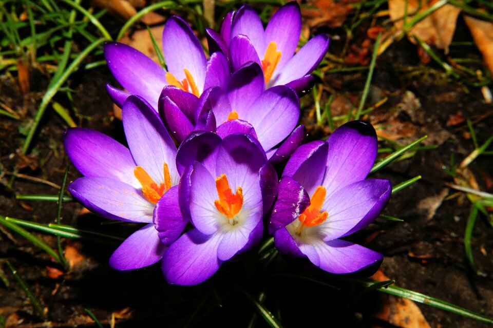 Purple close up full bloom