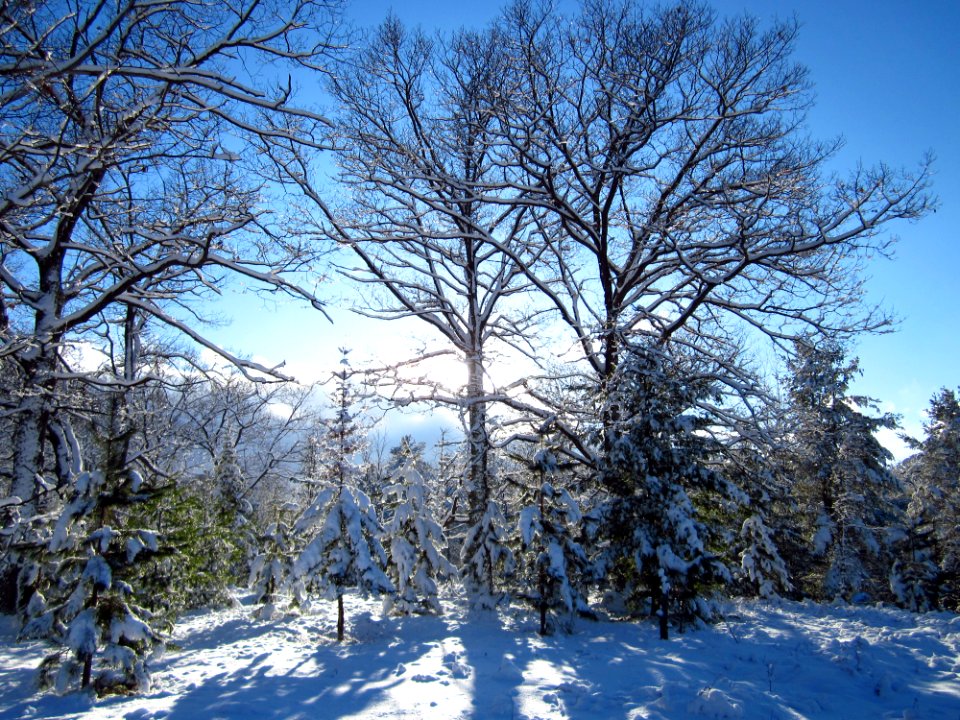winter forest on a sunny day