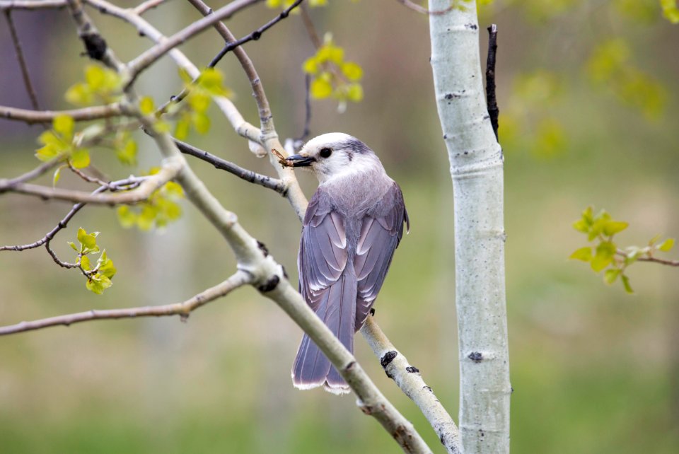 Gray Jay, Slough Creek