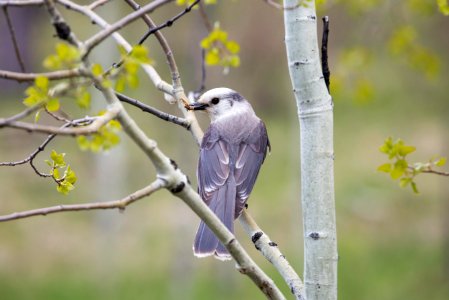 Gray Jay, Slough Creek