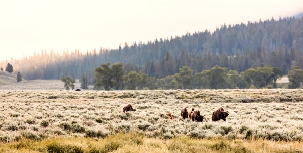 First light on frosty bison near Soda Butte Creek photo