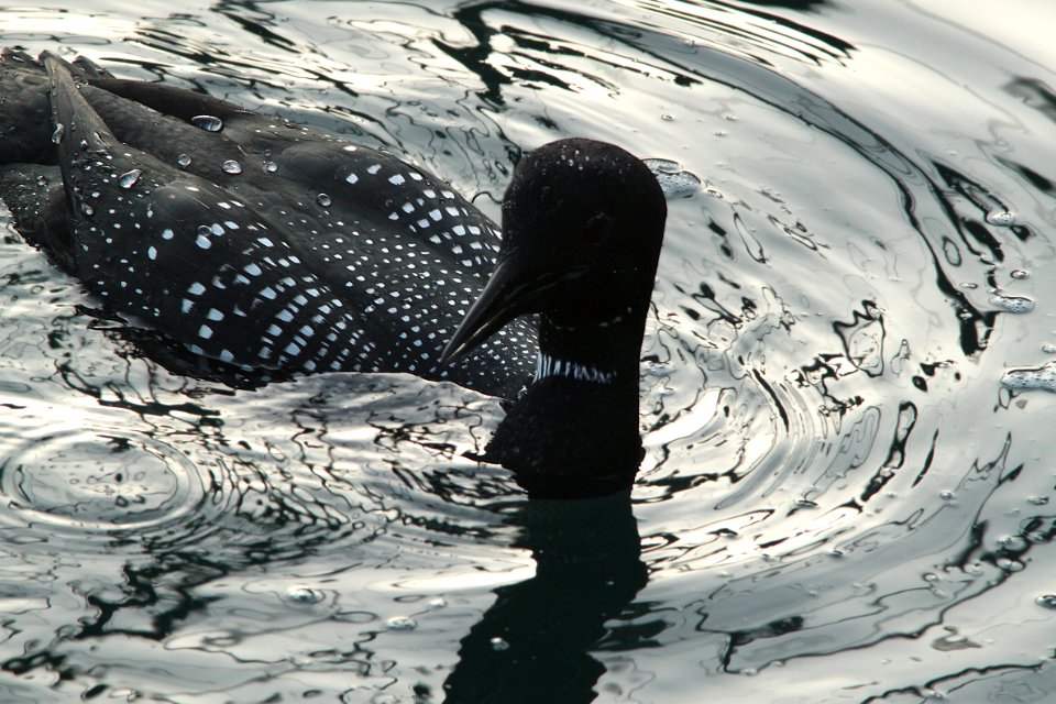 LOON, COMMON (3-23-10) morro bay, ca -03