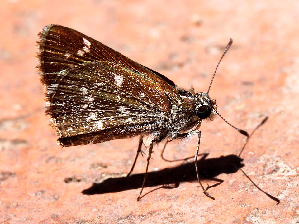 ROADSIDE-SKIPPER, BRONZE (Amblyscirtes aenus) (7-25-12) patagonia, az -01