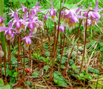 Fairy slipper; Calypso orchid (Calypso bulbosa)