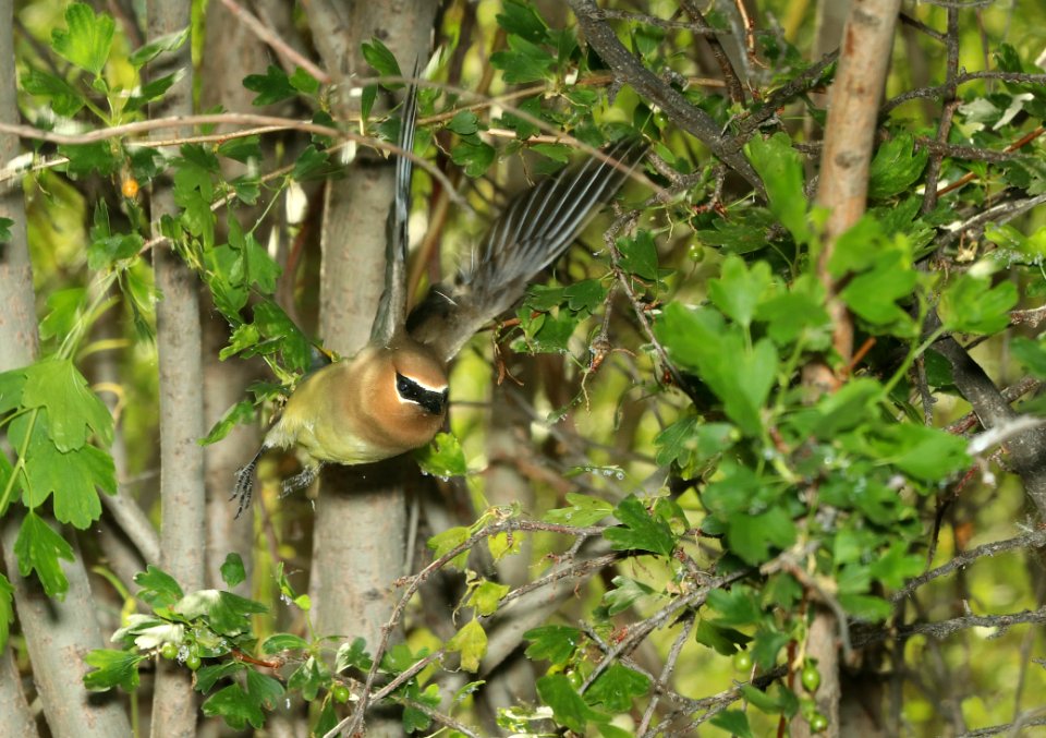 786 - CEDAR WAXWING (6-14-2018) yellowstone co, mt -03