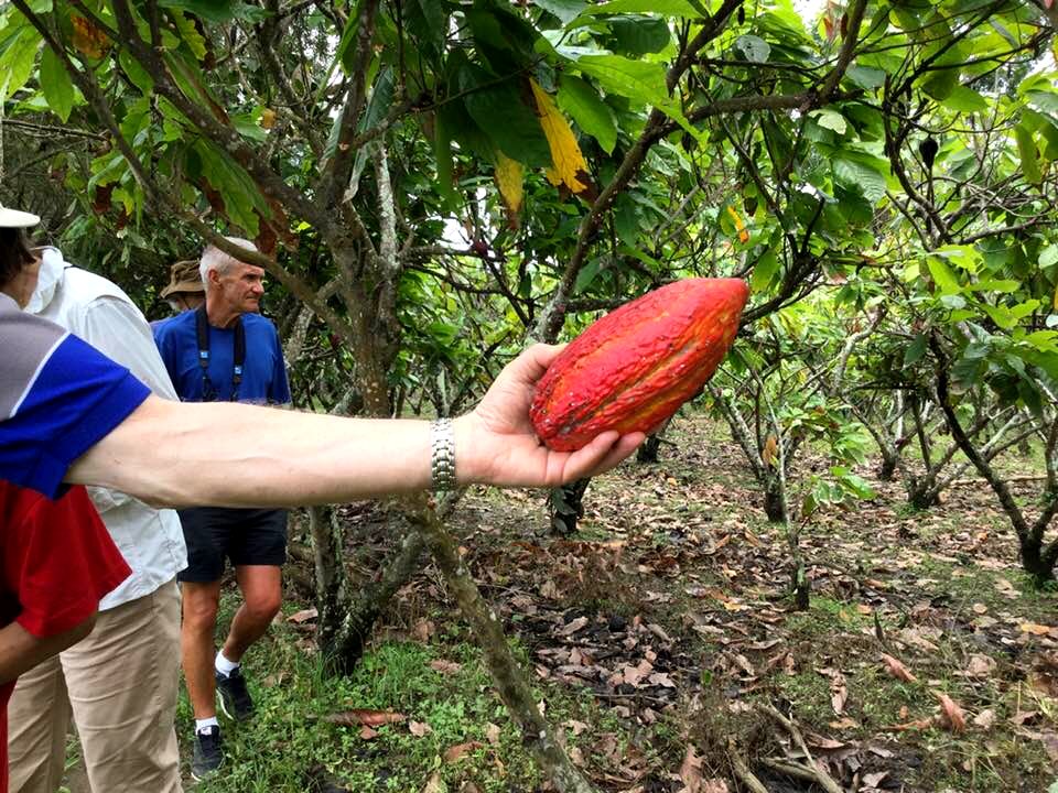 Cacao 1C