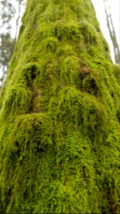Puszcza Białowieska 13