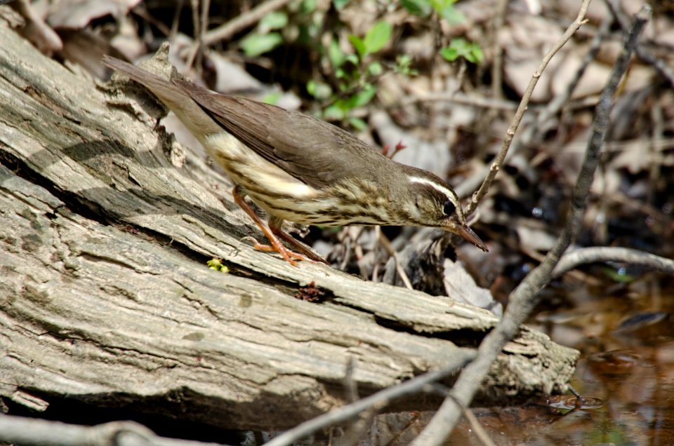 Louisiana waterthrush