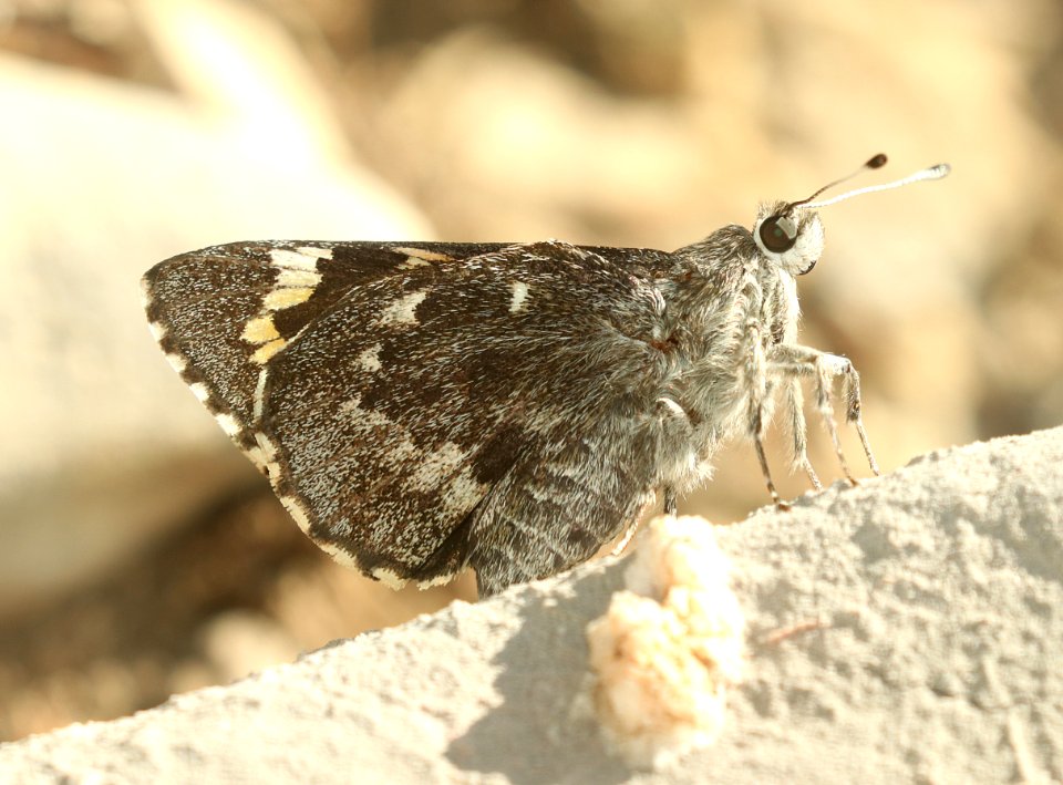 GIANT-SKIPPER, HUACHUCA (Agathymus evansi) (9-19-2019) garden canyon, ft huachuca, huachuca mts, cochise co, az (2)