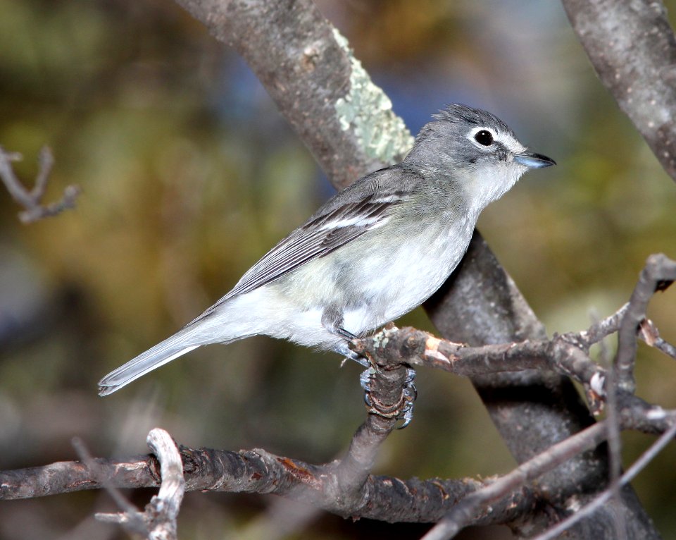 624 - PLUMBEOUS VIREO (5-11-13) temporal gulch, santa rita mts, scc, az -01