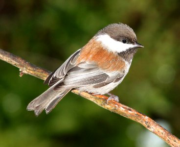 CHICKADEE, CHESTNUT-BACKED (12-27-11) boulder creek, santz cruz co, ca - 01 photo