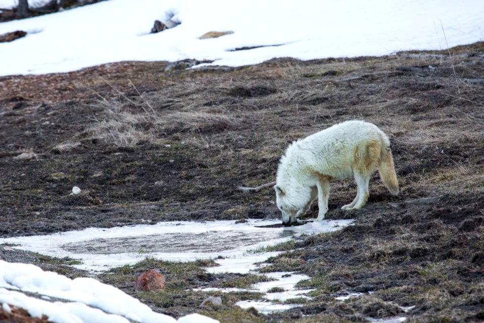 Alpa female, Canyon Pack