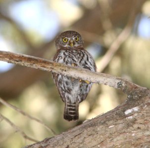 OWL, NORTHERN PYGMY (4-30-09) mdo -01